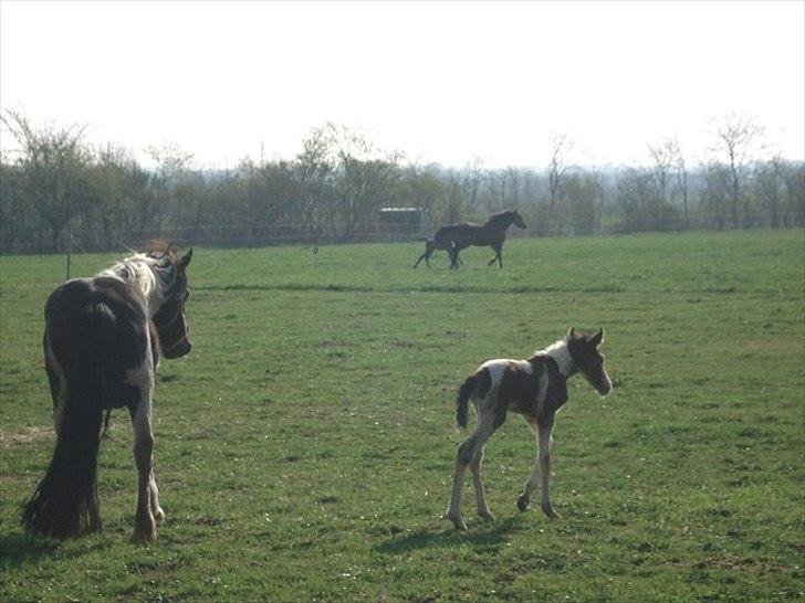 Anden særlig race Sunday billede 7