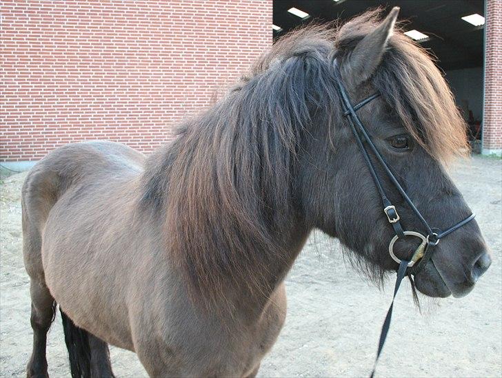 Islænder Ása fra Reykjavík billede 3