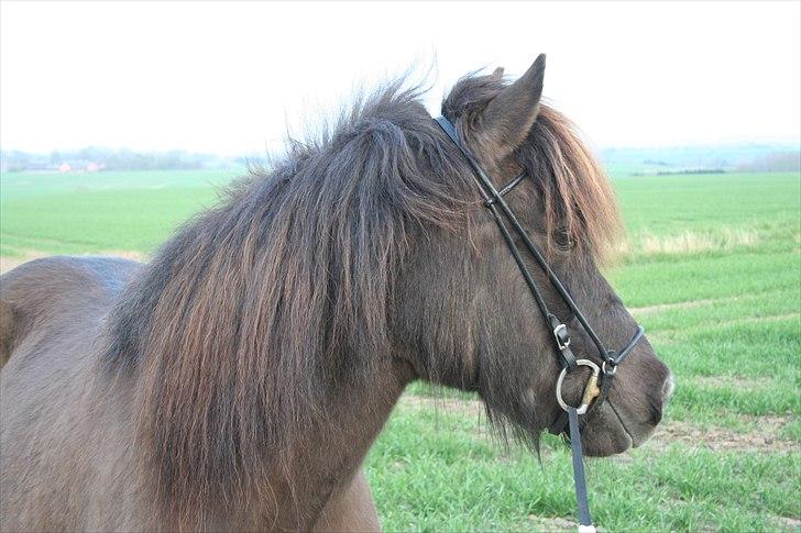 Islænder Ása fra Reykjavík billede 4