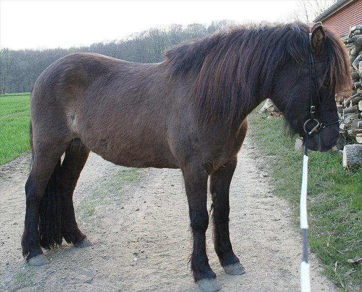 Islænder Ása fra Reykjavík billede 5