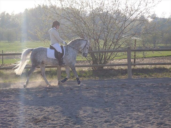 DSP Hedevangs Piaf   billede 1