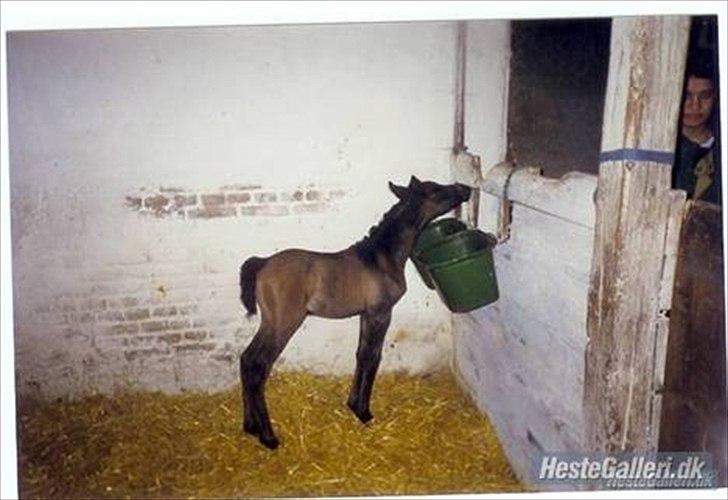 Anden særlig race Hyltgaards Aston <3  - 9# - Aston som føl. Sød, det har han nu altid været :´) billede 9