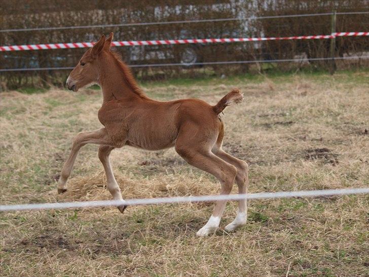 Traver Uno Bounty R.I.P billede 16