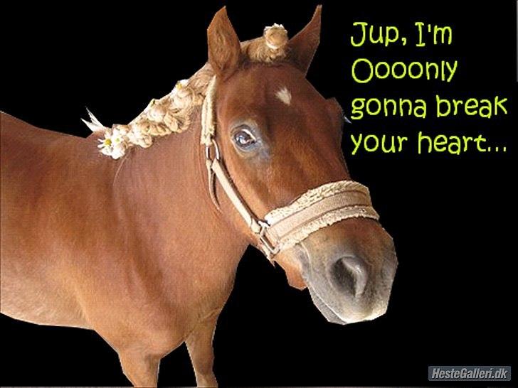 Shetlænder Kasper R.I.P SAVNET! <3 - Tak fordi du kiggede forbi:)
Læg gerne en kommentar eller bedømmelse:))

Lavet af Anne sofie billede 20