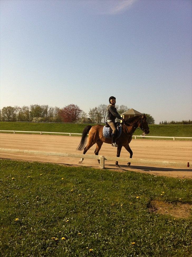 Hollandsk Sportspony Jalle - mig og jalle ude og ride. billede 5