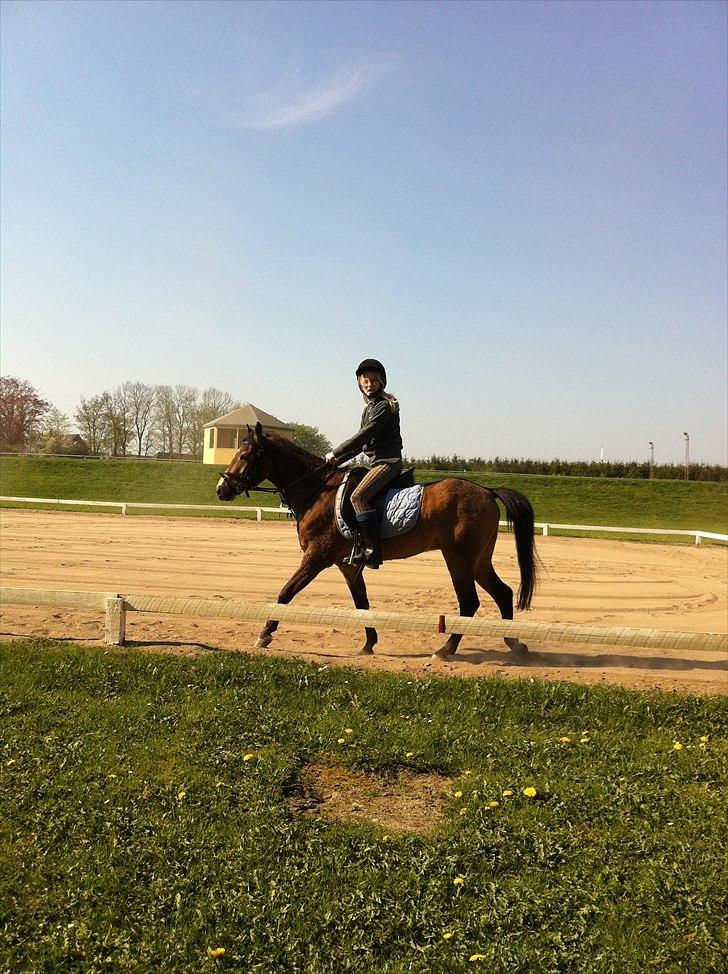 Hollandsk Sportspony Jalle - mig og jalle igen:D ude i det dejlige vejr. billede 6