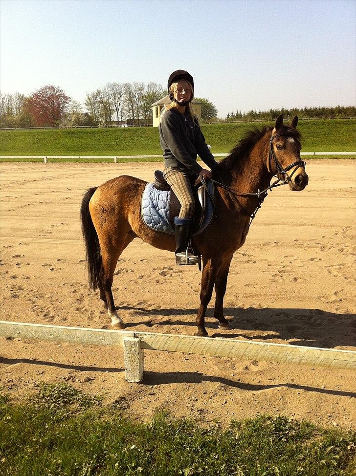 Hollandsk Sportspony Jalle - :D fine jallebasse! billede 7