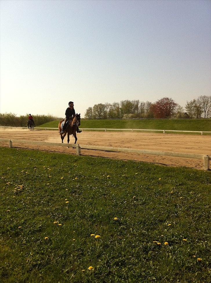 Hollandsk Sportspony Jalle - jubiii hurtiger! billede 8