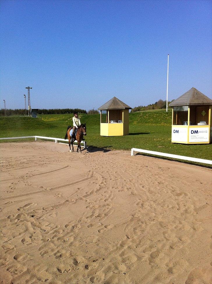 Hollandsk Sportspony Jalle - mig og jalle. billede 9