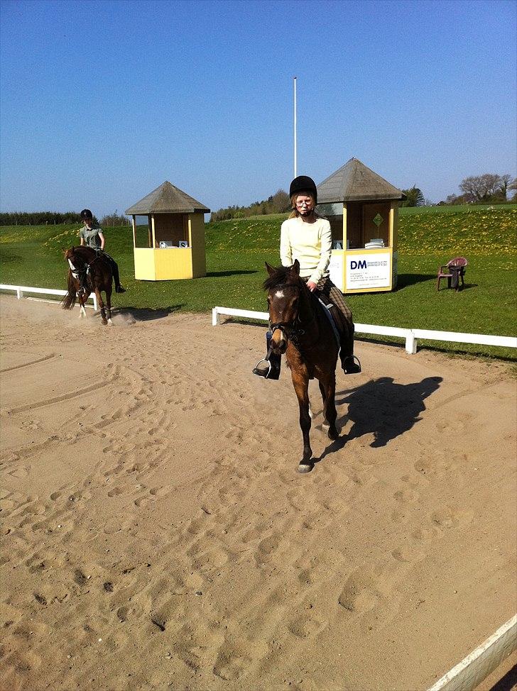 Hollandsk Sportspony Jalle - mig og jalle igen:D ude i det dejlige vejr. billede 10