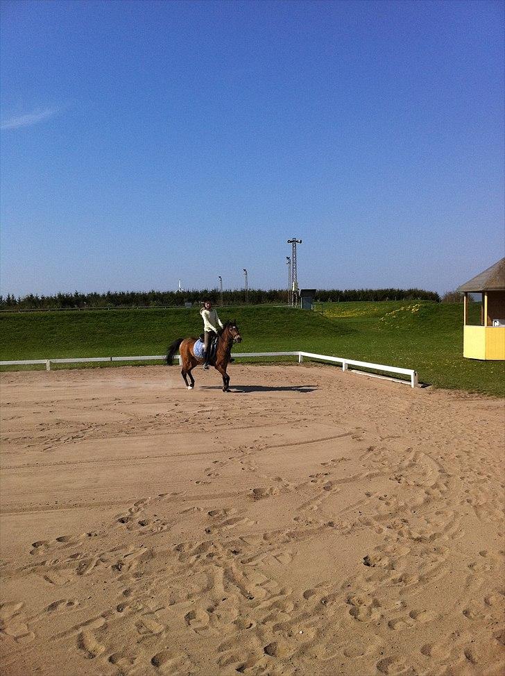 Hollandsk Sportspony Jalle - :D billede 11