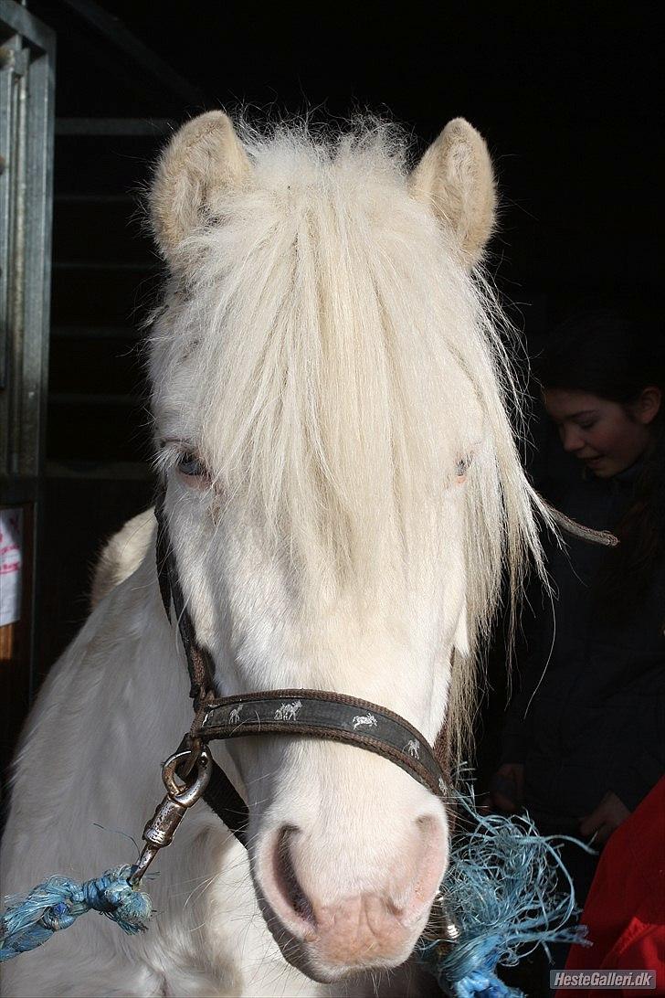 Anden særlig race Balder "solgt" billede 2