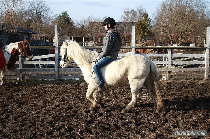 Anden særlig race Balder "solgt" billede 3