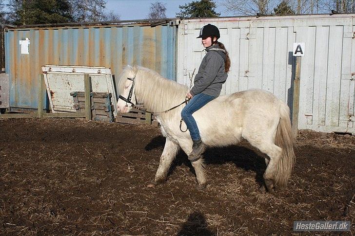 Anden særlig race Balder "solgt" billede 4