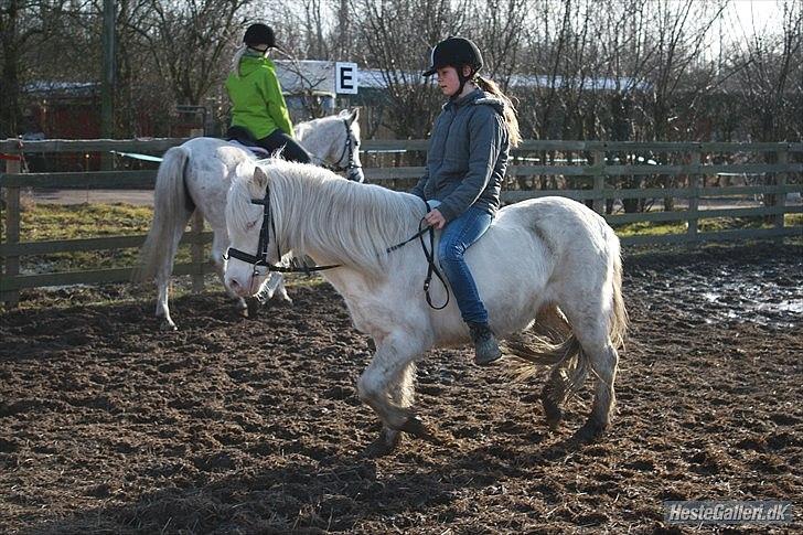 Anden særlig race Balder "solgt" billede 5