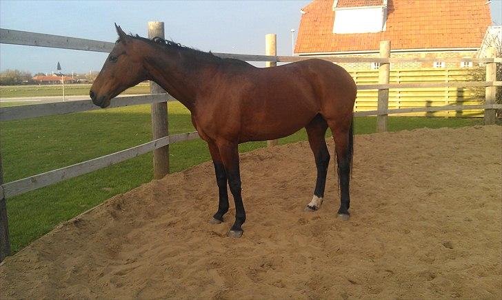 Hannoveraner ROMANA - Romana i roundpen (: billede 6