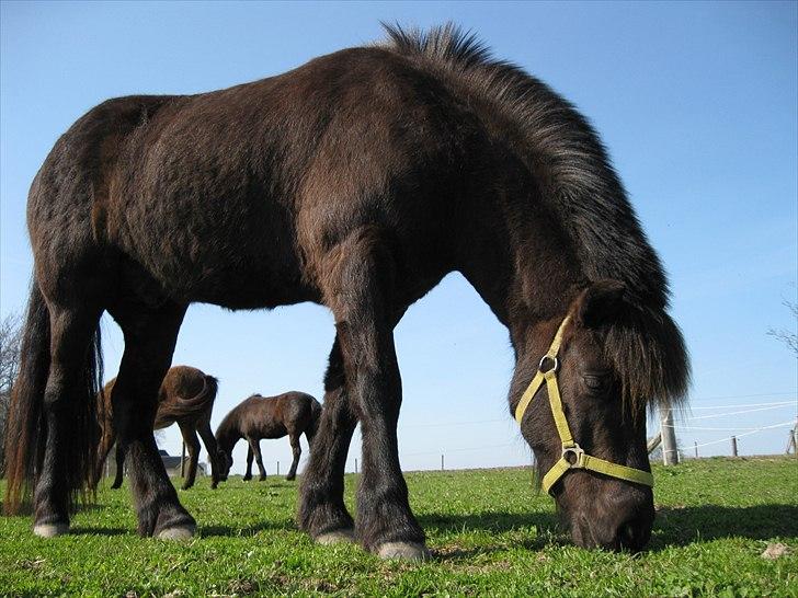 Islænder Sleipner billede 9