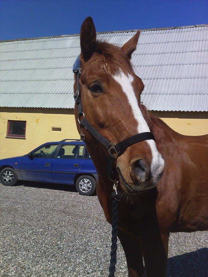 Anden særlig race Casino Royal billede 1