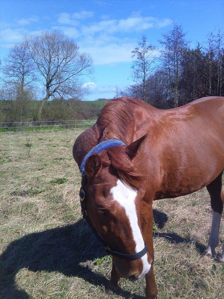 Anden særlig race Casino Royal billede 2