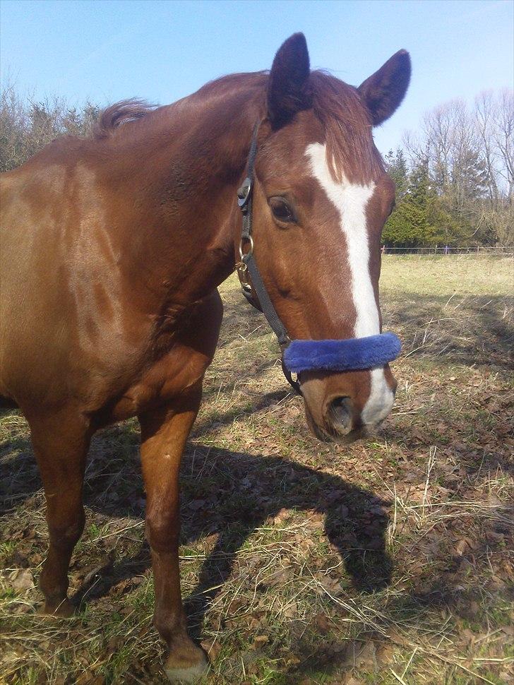 Anden særlig race Casino Royal billede 3