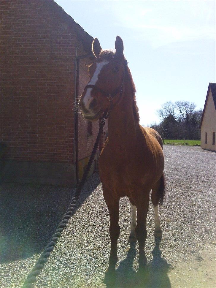 Anden særlig race Casino Royal billede 4