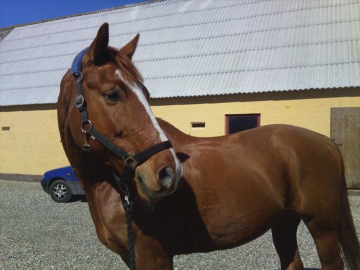 Anden særlig race Casino Royal billede 5