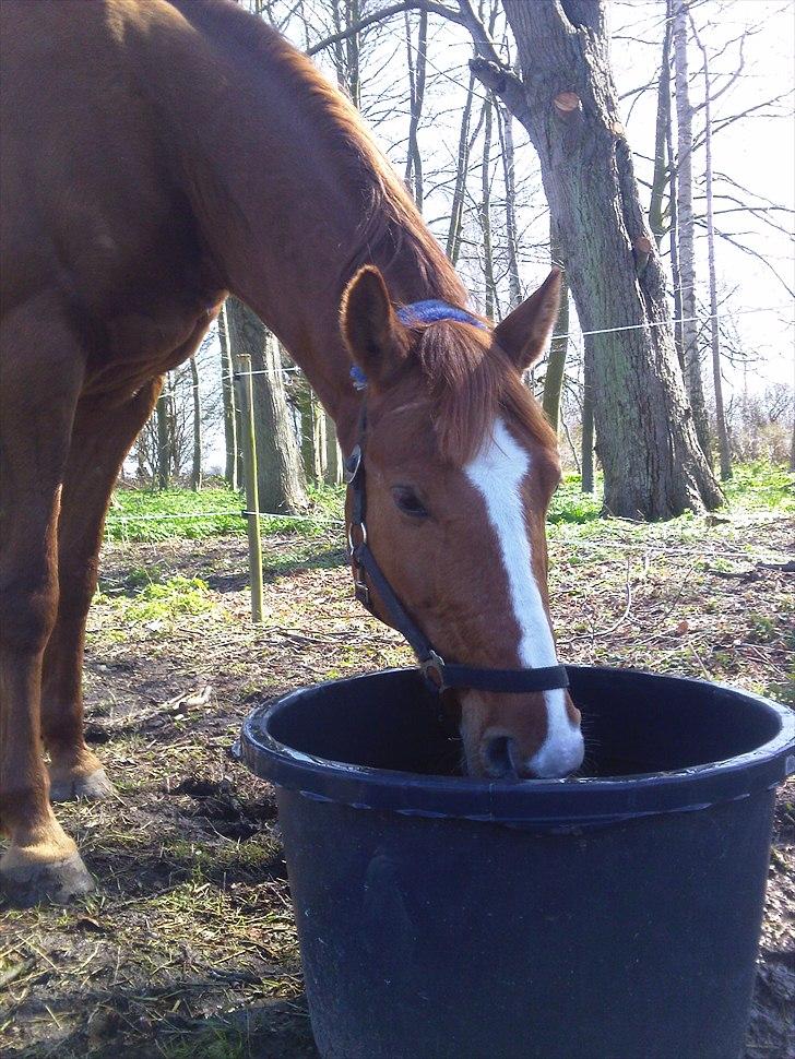 Anden særlig race Casino Royal billede 6