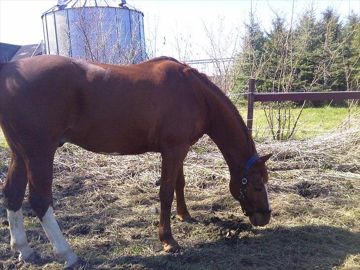 Anden særlig race Casino Royal billede 7