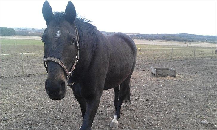 Anden særlig race Cheval Ést Noir SOLGT billede 1