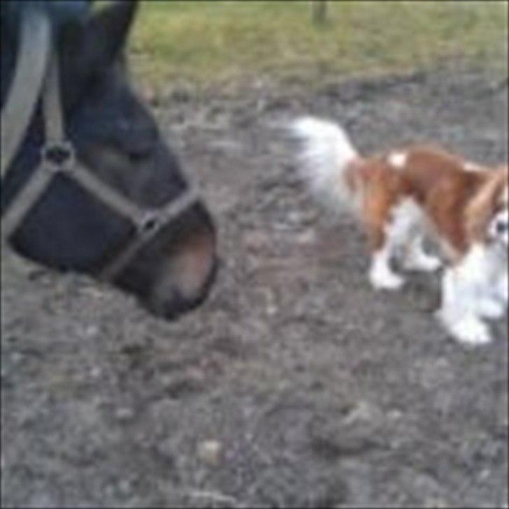 Anden særlig race Cheval Ést Noir SOLGT billede 2