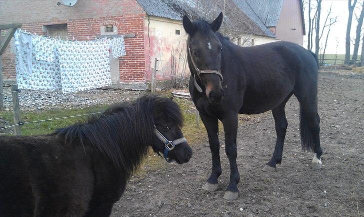 Anden særlig race Cheval Ést Noir SOLGT billede 3
