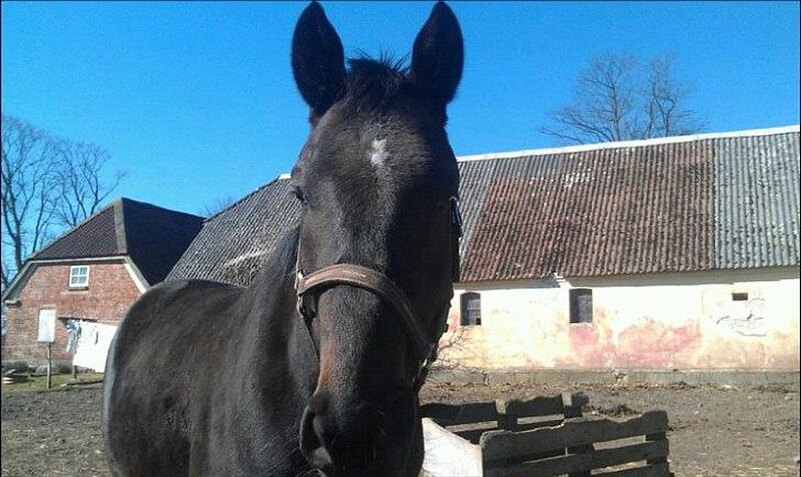 Anden særlig race Cheval Ést Noir SOLGT billede 4