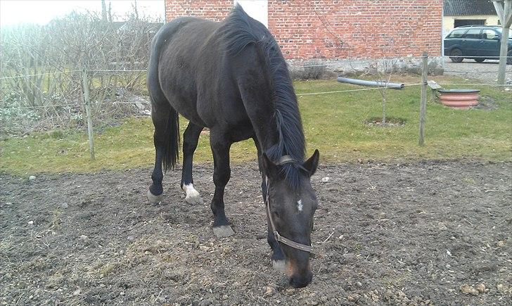 Anden særlig race Cheval Ést Noir SOLGT billede 5
