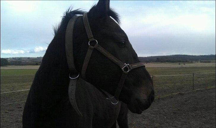 Anden særlig race Cheval Ést Noir SOLGT billede 6