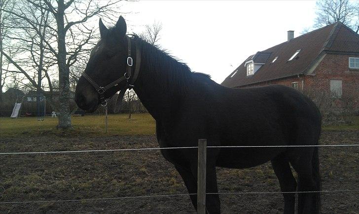 Anden særlig race Cheval Ést Noir SOLGT billede 7