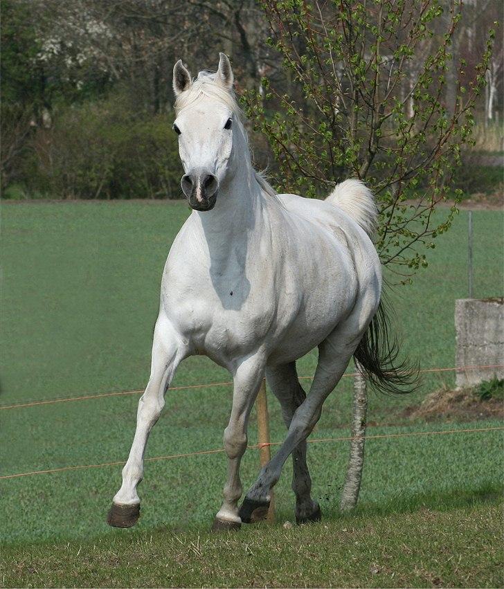 Arabisk fuldblod (OX) Berousha billede 7