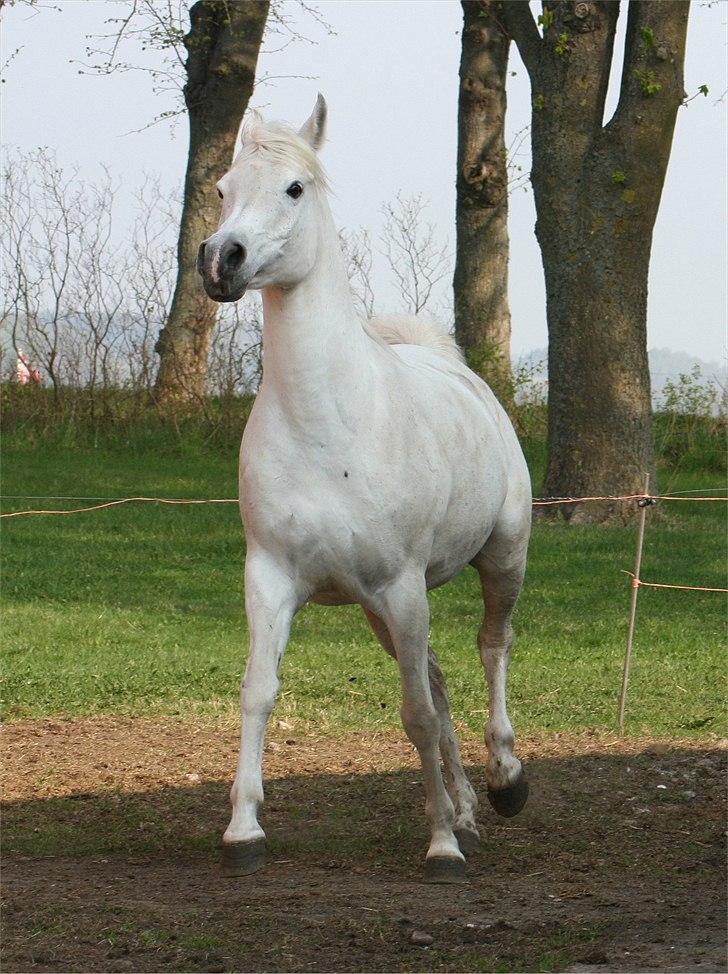 Arabisk fuldblod (OX) Berousha billede 8