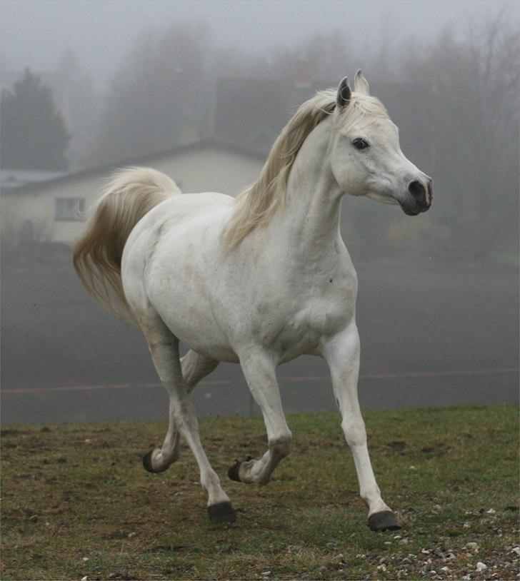 Arabisk fuldblod (OX) Berousha billede 9