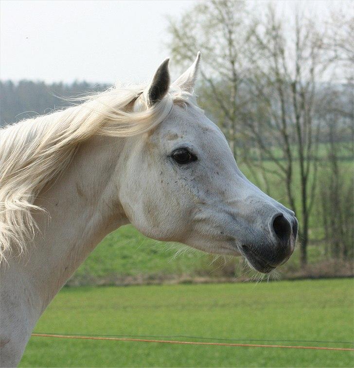 Arabisk fuldblod (OX) Berousha billede 10