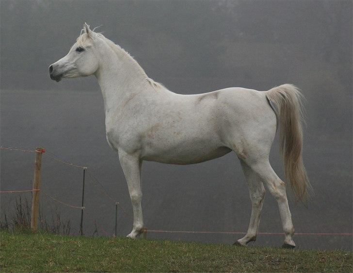 Arabisk fuldblod (OX) Berousha billede 11