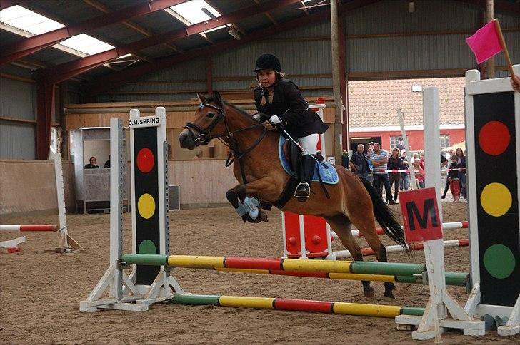 Dartmoor Asterix* (solgt) billede 7