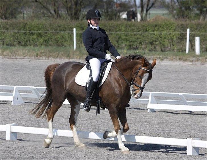 Hollandsk Sportspony Ainoa Van Uniken - LB3 program:) billede 11