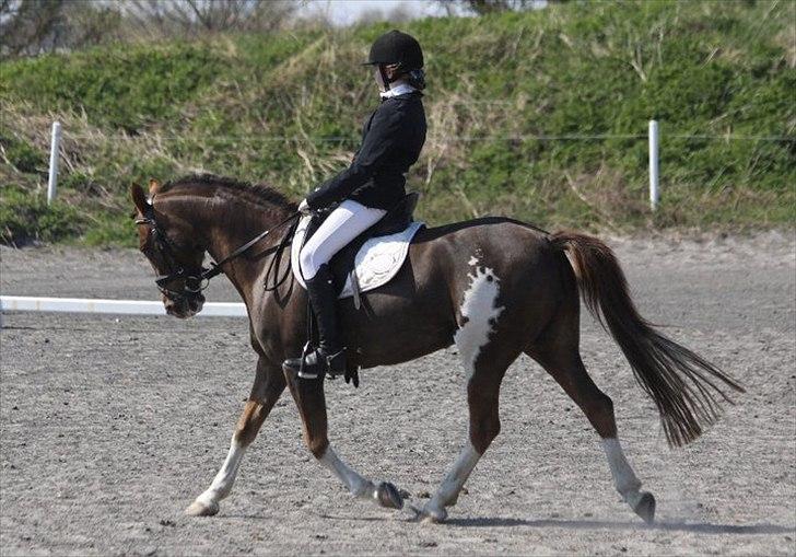 Hollandsk Sportspony Ainoa Van Uniken - Noa pigen til stævne. billede 1