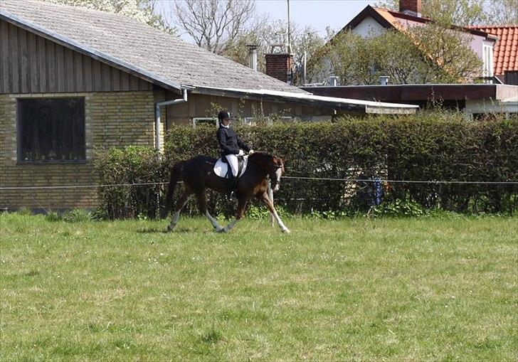 Hollandsk Sportspony Ainoa Van Uniken - Opvarmning inden vi skal end på banen:) billede 13