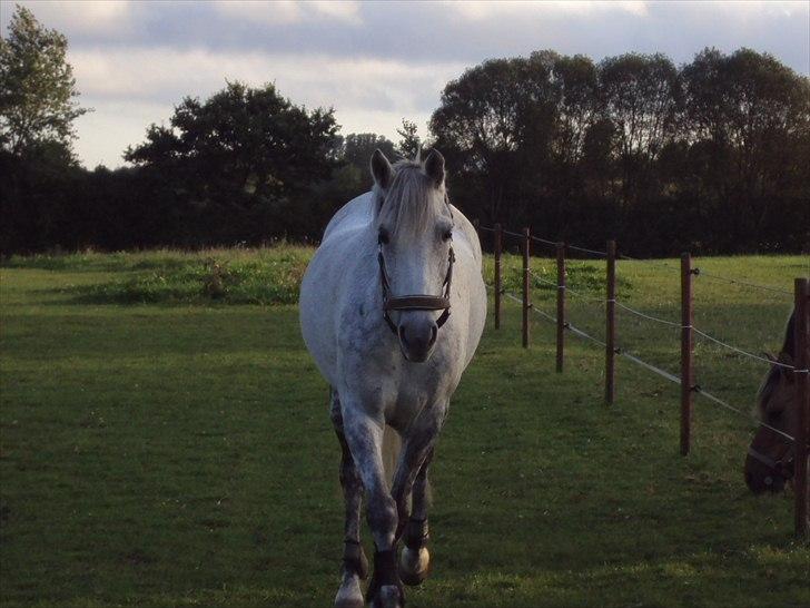 Irsk Sportspony IRISH JOKER - i sommers lige efter jeg havde fået ham<3 han er barelidt tyk:) billede 9