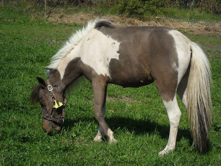 Amerikansk Miniature Teglmosens Afrodite West billede 4