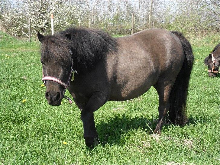 Dansk Miniature Schack´s Dark Lady billede 11