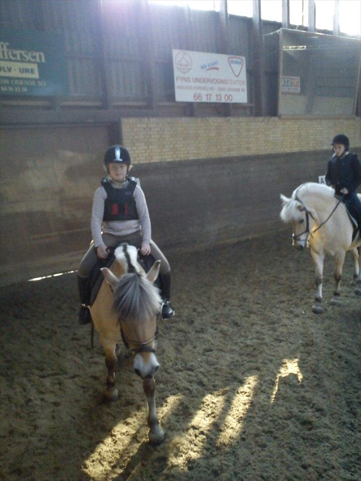 Fjordhest Cloe  billede 8