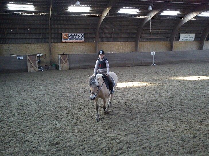 Fjordhest Cloe  billede 9