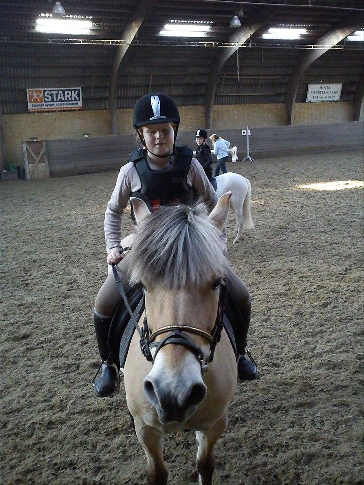 Fjordhest Cloe  billede 10